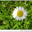 쑥부쟁이 이미지