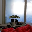 광란소나타 이미지