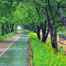 이팝나무길 이미지