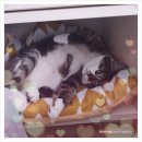 청 애견미용 이미지