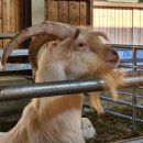 세이지우드 홍천산양목장 이미지