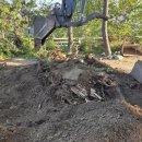 영주시멘트마트.골재 | 강서 나무뿌리 제거 바닥 정리