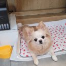 y미장 | 🐾펫로스 극복기 6탄, 반려견 닮은 모루인형 만들기(수원공방 반려견 모루인형 -유캔핸들)
