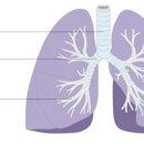 폐 의 구조 및 기능 , 관련질환 이미지
