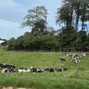 새(화산) 이미지