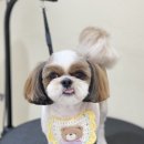 아미고 펫살롱 이미지