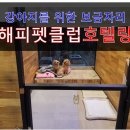 해피펫애견 이미지
