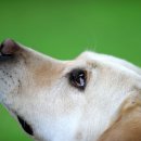 로얄도그 이미지