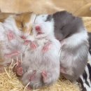 달빛 햄스터리 이미지