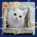 퍼피캣 강아지분양 인천루원시티점 이미지