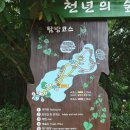 천년숲서로(서) | 제주 구좌 가볼만한곳 비자림, 9월 6일까지 무료관람 가능한 천년 숲