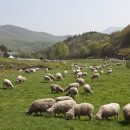 정선 아리랑 농원 이미지