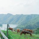 초원목장 이미지