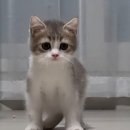 냥이친구 이미지