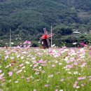 하동북천코스모스메밀꽃 영농조합법인 이미지