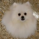 출근길 강아지 유치원 이미지