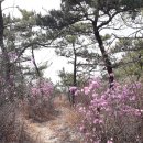 [ 3 월 31 일 ] 영도 봉래산 (청학벚꽃축제) 둘레길 도보 이미지