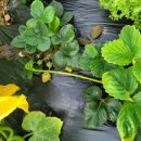 기덕농장 이미지