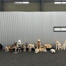 올 마스터 독 이미지