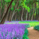 소나무숲아래 이미지