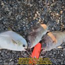 말봉바다낚시터 이미지