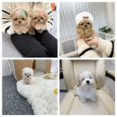 에이스 켄넬 | [청담동 애견분양] 초미니말티푸 / 테디비숑 / 파티꼬똥 / 분양후기 by HyunsooT