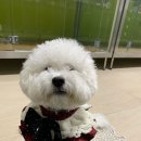 청려원