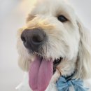 루이앤코코 이미지