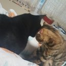 레오그루밍 이미지