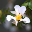 카멜리아 이미지