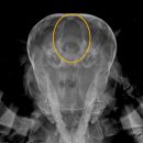 하인츠동물병원 이미지