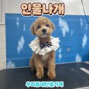 인물나개 | 대구 동구 용계동 애견미용 잘하는 곳 인물나개