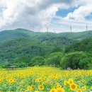 해바라기 - 연제구 과정로237번길 12 | 해바라기