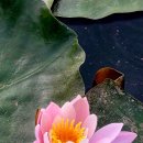 수련