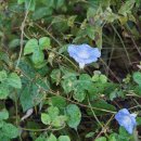 미국나팔꽃 Ipomoea hederacea Jacq.[(메꽃과)＞(고구마속)] 이미지