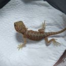 알비노랩 이미지