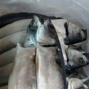 자반고등어 이미지