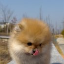 아르르펫 이미지