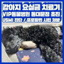 강아지 요실금 치료기 pt1. VIP동물병원 동대문점 초진 후기 (USMI 진단)