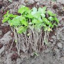 방우농장 이미지