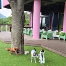 그늘막115 | [경주 애견카페 추천] 넓은 애견운동장에서 신나게 뛰놀기! 경주 오시라 재방문 후기🐾☕️