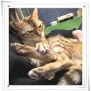 아이조아 요양보호소 서울점 | 구리고양이파양, 혼자 감당하던 기록을 아이조아보호소에서 정리했어요