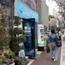 명당365 | 해운대 벚꽃맛집 식당! 해리단길에서 만난 쌀국수맛집, 월남면반 해운대점 벚꽃뷰 명당 후기