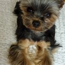 인형의 거리(원숭이 이미지