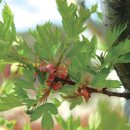 아가위 | 창룡도서관 &amp; 평생학습관(2026.4.20)