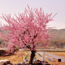 석포시장 이미지