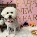 인생댕컷 반려견미용실 이미지