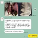 구로다나은동물병원 | 시흥 동물병원 추천 이산동물의료센터 11살 강아지 스케일링 후기