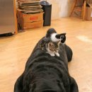 야옹이와 멍멍이 이미지