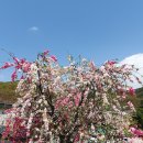 고령 능수도화꽃(세가지색) 이미지